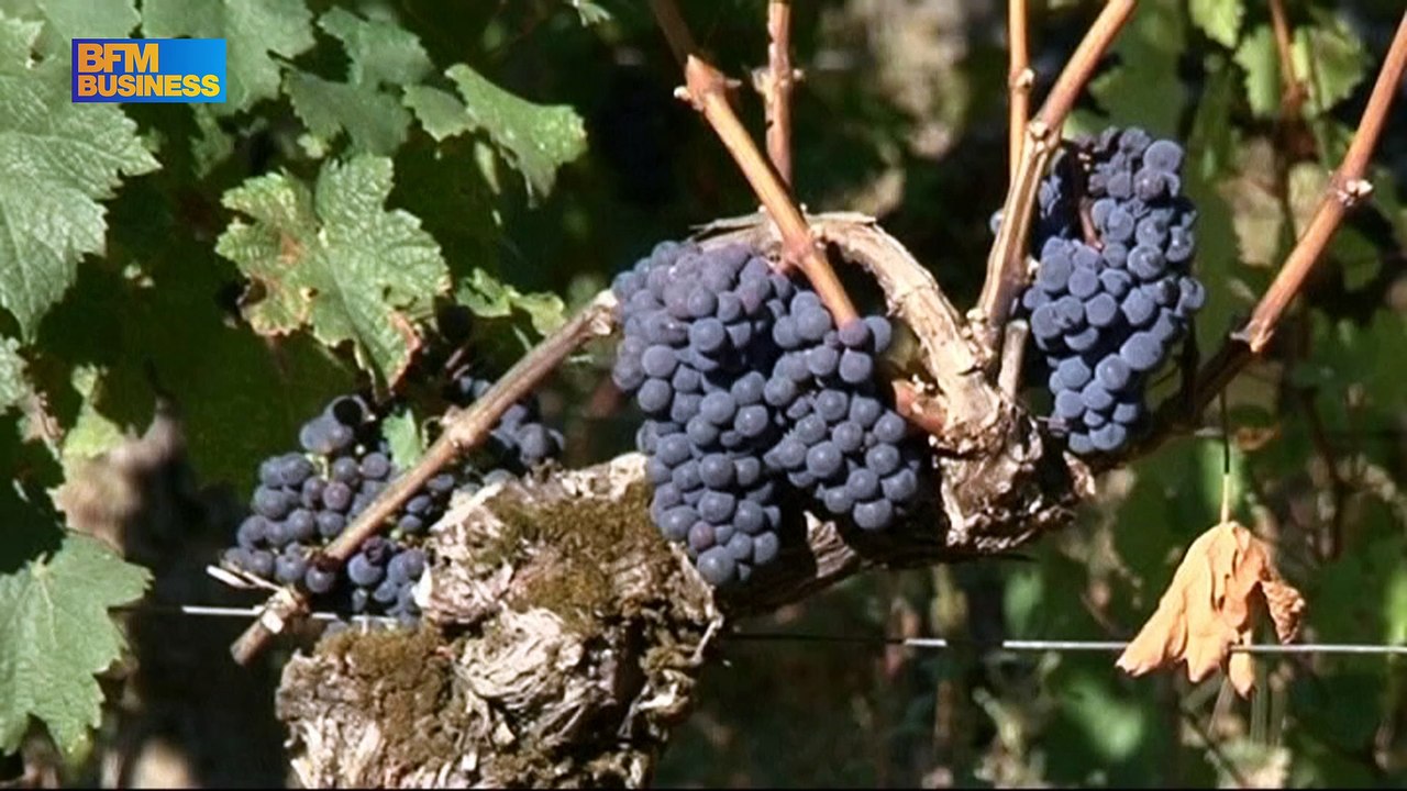 Le patron d’Alibaba s’offre un vignoble bordelais