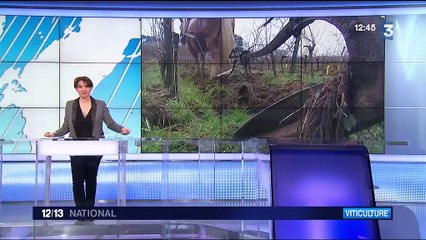 Vigne : un cheval de trait pour remplacer le tracteur