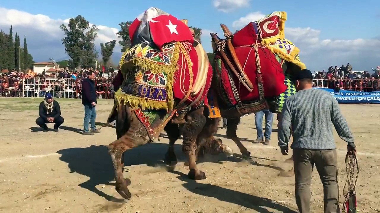 NAZİLLİ DEVE GÜREŞLERİ 2016 2017 DEVE GÜREŞİ VİDEO İZLE REMZİBEY İLE BAYBORA 1 DEVE GÜREŞİ