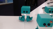 Zowi