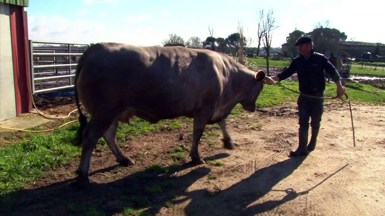 Kuh Cerise ist Star der Landwirtschaftsmesse in Paris
