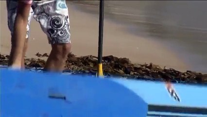 Los perros surferos del ex campeón mundial