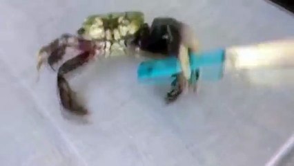 Sociedad  ¿Te has peleado alguna vez con un cangrejo armado con un cuchillo?