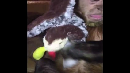 Ugly Monkey Loves His Stuffed Turkey - America's Funniest Home Videos