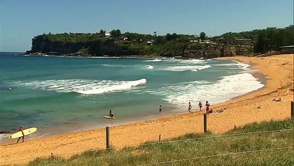 Sahibiyle Sörf Yapmayı Seven Köpekler