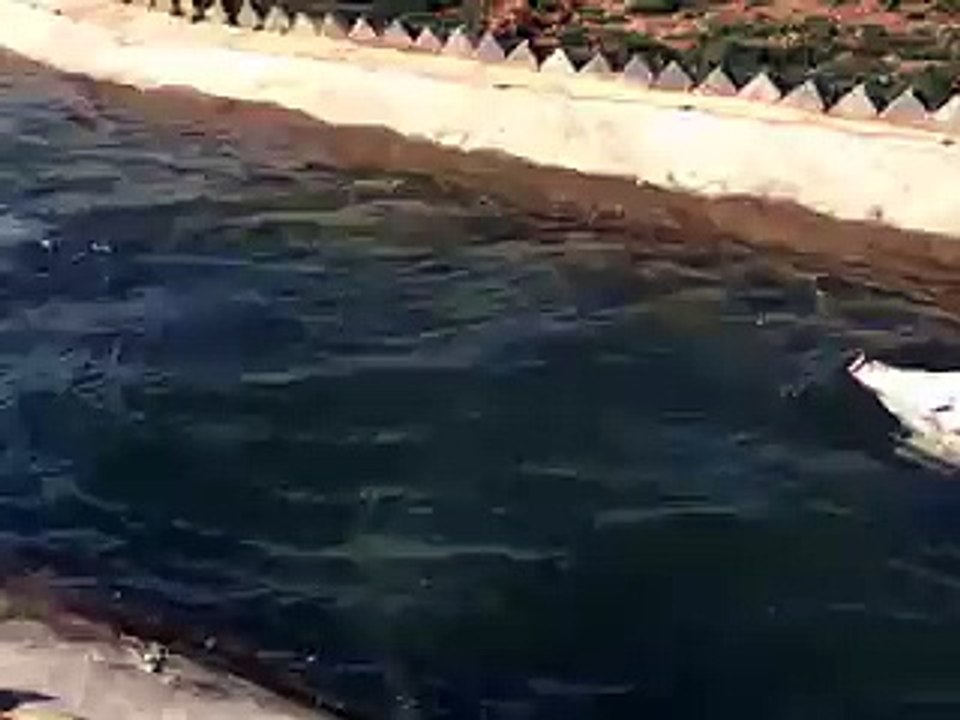 pig swimming contest