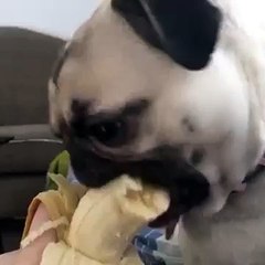 happy the pug eating a banana