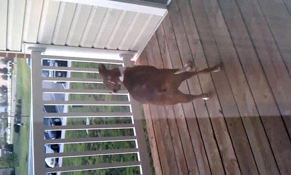 Funny boxer dog chasing fly