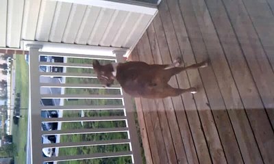 Funny boxer dog chasing fly