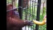 Ghetto Monkey Eating Bananas (Funny Voiceover)