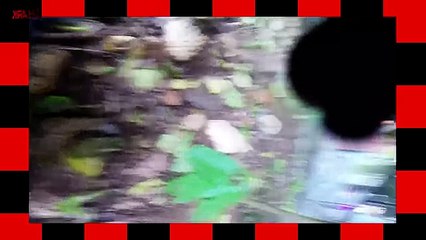 The Monkey Purge - Monkey Steals Camera (Funny Voiceover)