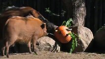 Animals Enjoy Pumpkins at the Safari Park Funny animal videos Avzio