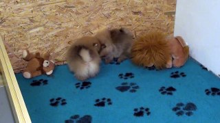 Pomeranian / Zwergspitz Welpen 45 Tage alt