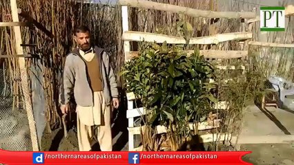 Heralds of Spring-Tree plantation starts in Gilgit-Baltistan...