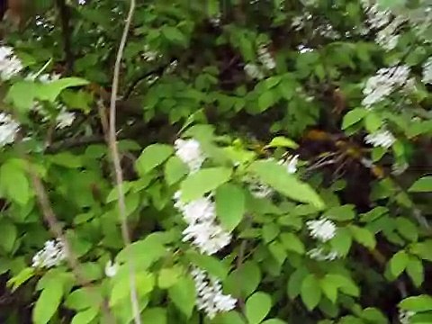 как выглядит цветущая черемуха усыпанная цветами-