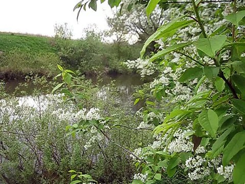 как выглядит усыпанная цветами черемуха и течение на реке Шаня-