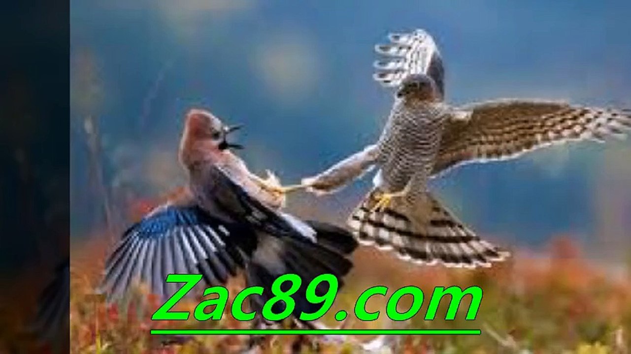 해외배팅사이트 ≡￥≡  Zａｃ８９.ｃｏm ≡￥≡  스포츠토토추천 스포츠토토