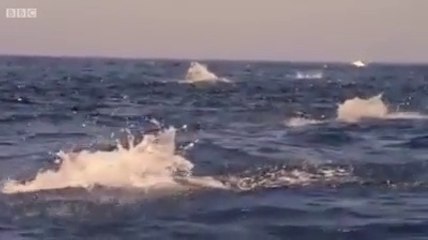 Awesome Nature - Oceans Flying