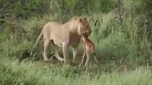 Lion Saves Baby Deer from Hungry Lion