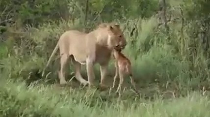 Lion Saves Baby Deer from Hungry Lion