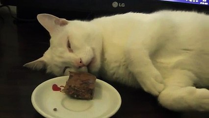 Un chat a moitié endormi essaye de manger