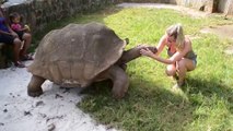 OMG ! Brave Girl feeding Big Turtle-Top Funny Videos-Top Prank Videos-Top Vines Videos-Viral Video-F