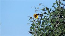 HUMMINGBIRD in SLOW MOTION drinking from SUNFLOWERS