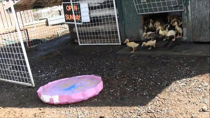 200 Ducklings Rushing Really Fast Out Of The Barn This Time