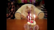 Funny, Cute Cats and Kittens Compilation!