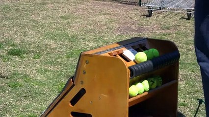 Flyball Dogs (in HD)