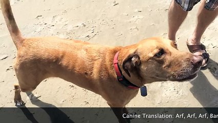 Flying My Dog at the Beach - I love the Wind