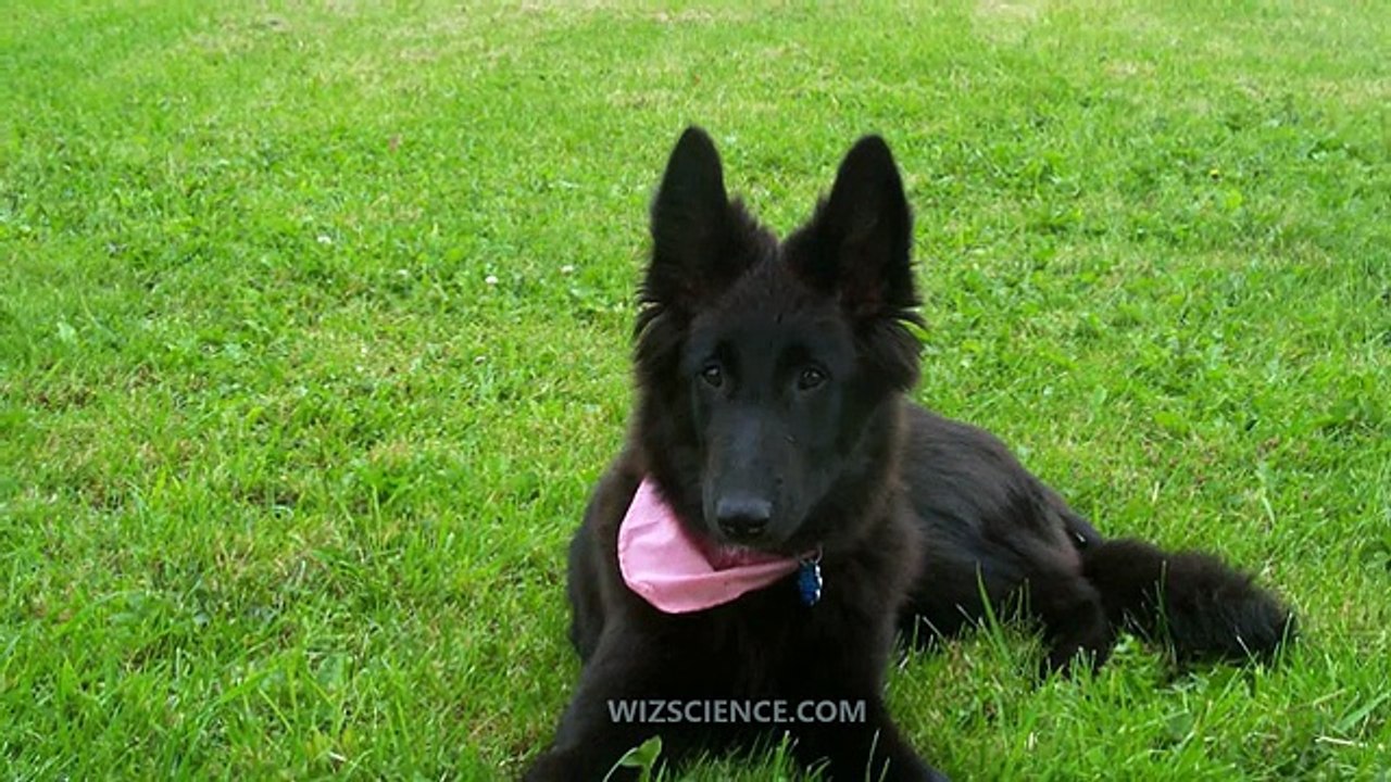 Groenendael (Belgian Shepherd Dog) - Video Learning - WizScience.com