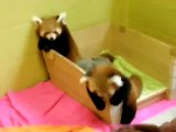 Funny Cat Videos 2015 - Funny Animals . Red Pandas