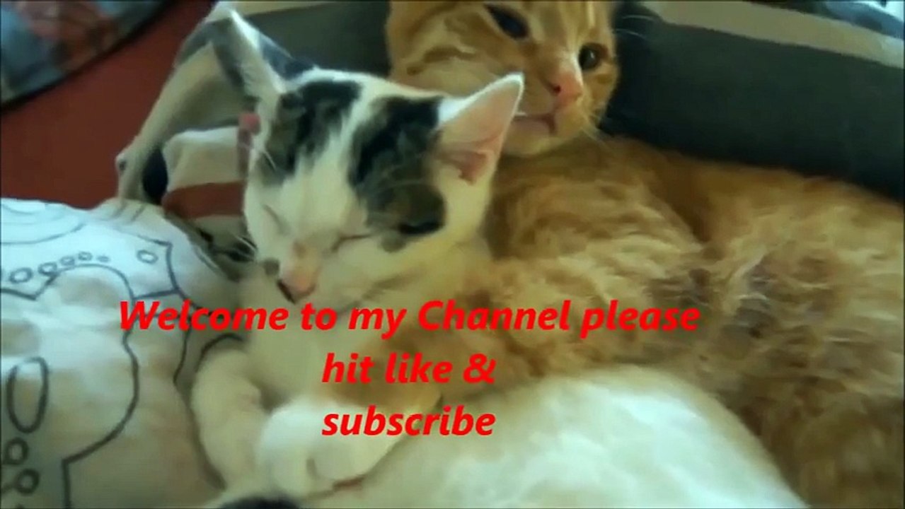Funny Cat Videos