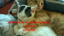 Funny Cat Videos