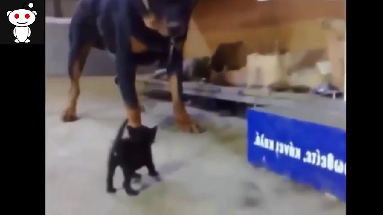 Cats -Funny Cats - Funny Cat Videos - Funny Cats Compilation - Funny Animal [#12]