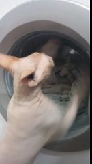 Funny Cat vs Washing Machine