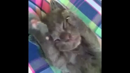 Cat Montage- Cute and funny cat moments!