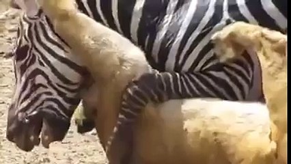 لبوة تصطاد حصان وحشي شاهد ماذا حدث