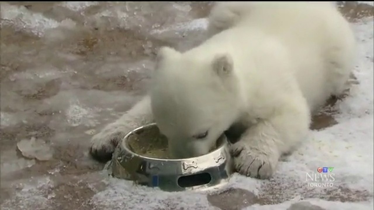 カナダ・トロント動物園のホッキョクグマの赤ちゃんの名前が「ジュノー」となる