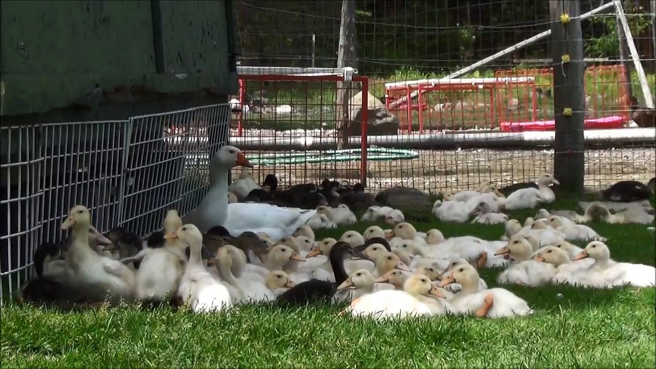 Babysitting Goose Adopts Ducklings
