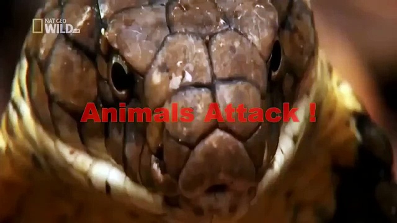 Lion Vs Buffalo Real Fight the Amazing - Attack Animal Part 2 -