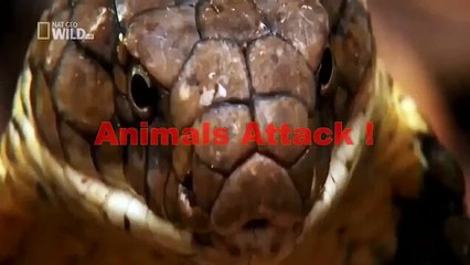 Lion Vs Buffalo Real Fight the Amazing - Attack Animal Part 2 -