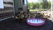 Cute Ducklings Epic Rush Out Of The Barn
