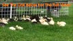 Cute Ducklings Escape The Barn