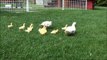 Cute Muscovy Ducklings Free Ranging