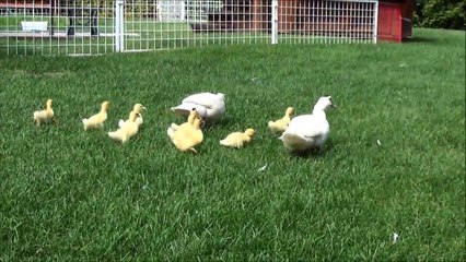 Cute Muscovy Ducklings Free Ranging