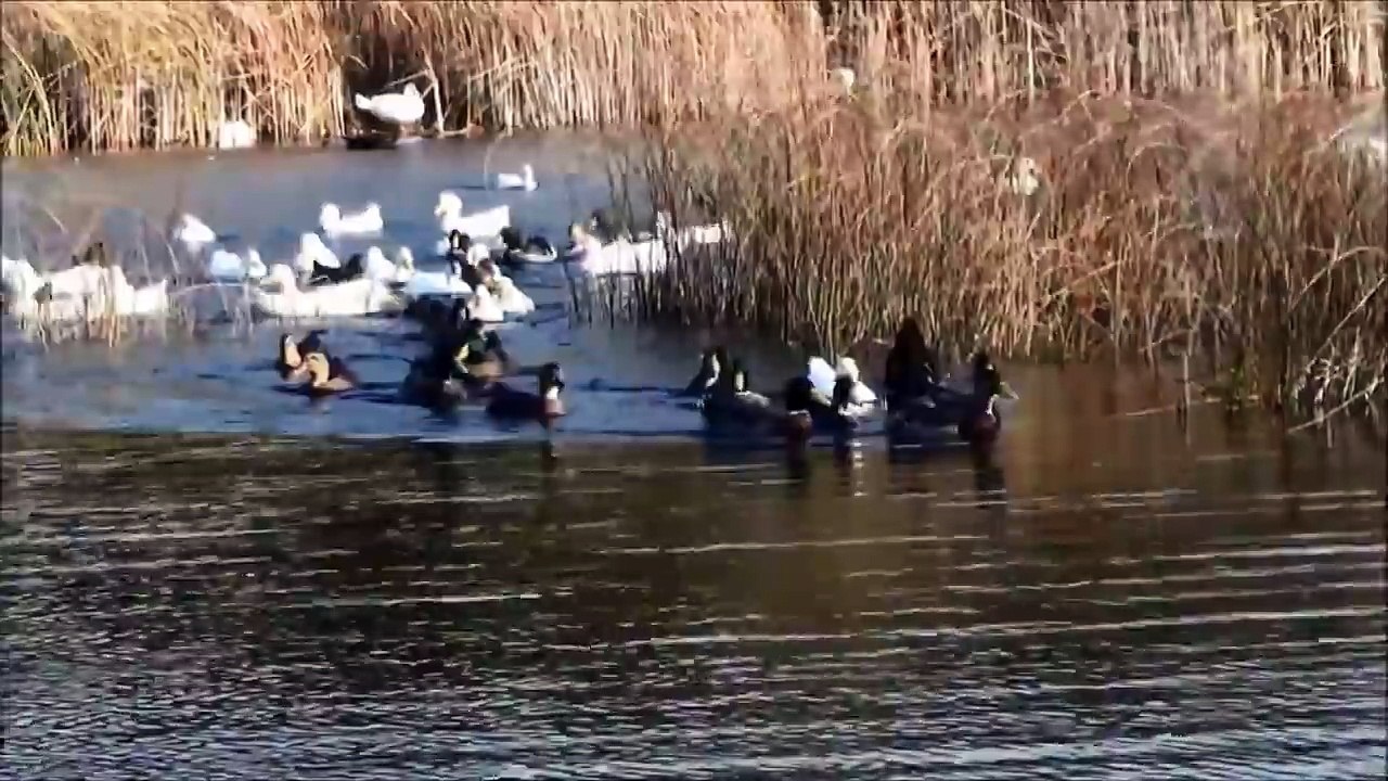 Duck Dynasty Professional Duck Calling Whole Flock Of Ducks Respond