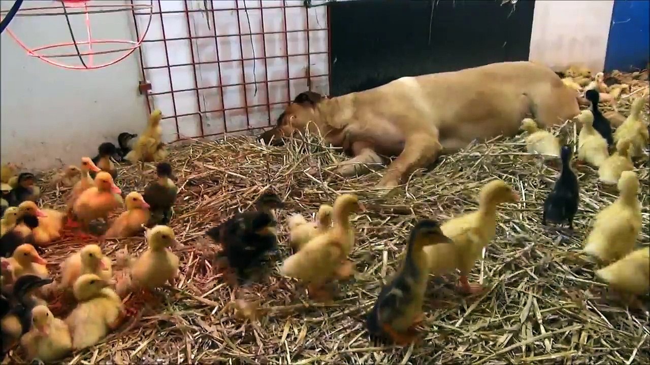 Ducklings Crawling All Over A Really Big Dog