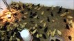 Ducklings Racing In The Barn